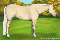Horse Color:White Spotted Gold Cream Champagne 