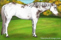 Horse Color:Liver Chestnut Sabino Frame Varnish 