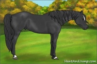 Horse Color:Black Sabino 