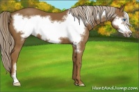Horse Color:Chocolate Palomino Frame 