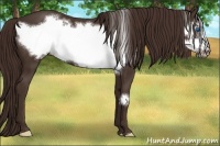 Horse Color:Liver Chestnut Frame 