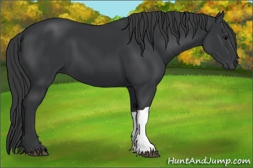 Horse Color: Unknown 