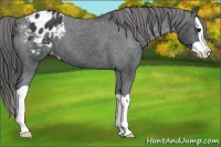 Horse Color:Black Splash Blanket 