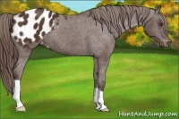 Horse Color:Liver Chestnut Appaloosa 