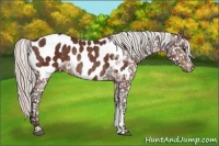 Horse Color:Silver Bay Appaloosa Rabicano