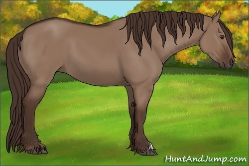 Horse Color: Liver Red Dun 