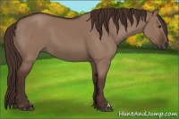 Horse Color:Liver Red Dun 