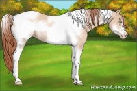 Horse Color:Gold Champagne Dun Tobiano Frame Rabicano 