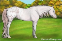 Horse Color:Watercolor Buckskin Pearl Appaloosa Rabicano 