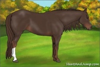 Horse Color:Liver Chestnut 