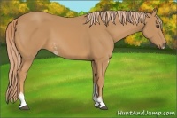 Horse Color:Chestnut Sabino 