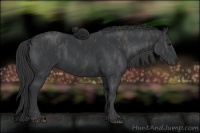 Horse Color:Black  Brindle