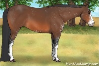 Horse Color:Bay Sabino 