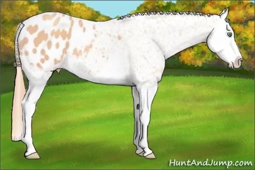 Horse Color: Gold Champagne Splash Blanket 
