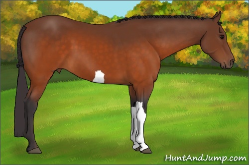 Horse Color: Buckskin 