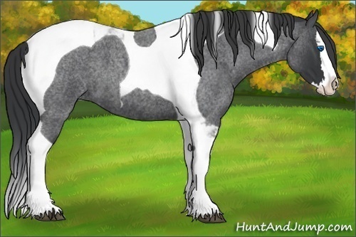 Horse Color: Blue Roan Splash Tobiano 