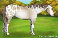 Horse Color:Gray Classic Cream Champagne Roan Dun Splash Appaloosa