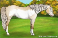 Horse Color:Gray Silver Classic Cream Champagne Roan Dun Frame 