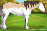 Horse Color:Amber Cream Champagne Dun Splash 