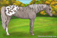Horse Color:Silver Brown Appaloosa 
