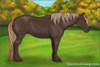 Horse Color:Liver Chestnut 