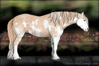 Horse Color:White Spotted Red Roan Splash Rabicano 