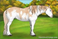 Horse Color:White Spotted Red Roan Splash