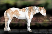 Horse Color:White Spotted Chestnut Splash Tobiano 