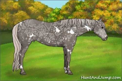Horse Color: White Spotted Silver Black Ice Sabino 