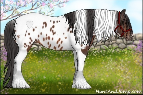Horse Color:Bay Tobiano Blanket 