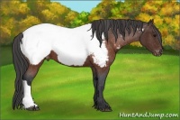 Horse Color:Brown Appaloosa 