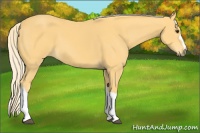Horse Color:Palomino