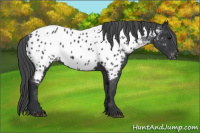 Horse Color:Brown Appaloosa 