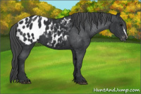 Horse Color:Brown Appaloosa 