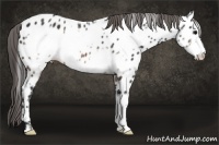Horse Color:Brown Frame Appaloosa 