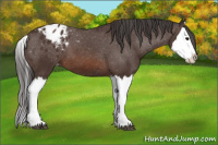 Horse Color:Bay Splash Appaloosa 