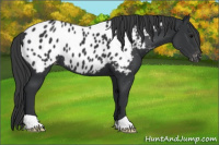 Horse Color:Brown Appaloosa 
