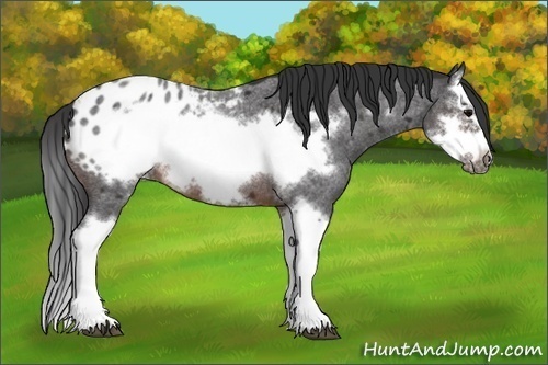 Horse Color: Brown Roan Splash Frame Blanket 