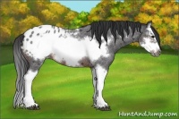 Horse Color:Brown Roan Splash Frame Appaloosa 