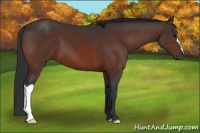 Horse Color:Bay 