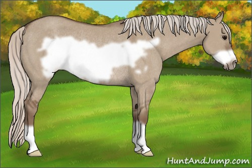 Horse Color: Silver Grullo Frame Rabicano 