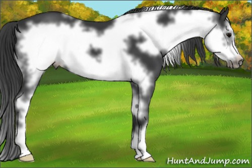 Horse Color: White Spotted Black Sabino Frame 