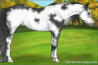Horse Color:White Spotted Black Sabino Frame