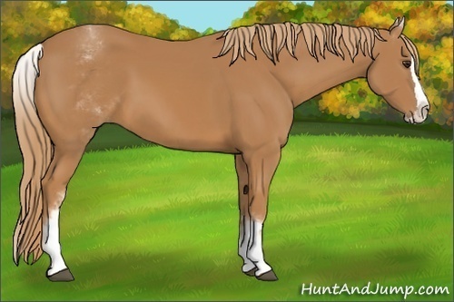 Horse Color:White Spotted Chestnut Splash 