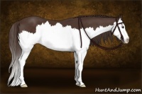 Horse Color:Liver Chestnut Splash 