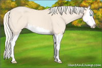 Horse Color:Cremello Splash 