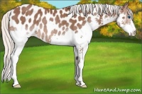 Horse Color:Silver Brown Splash Appaloosa Rabicano