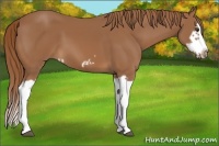 Horse Color:Chestnut Splash Frame