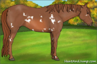 Horse Color:White Spotted Liver Chestnut 