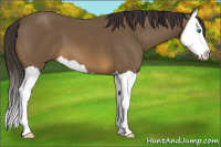 Horse Color:Buckskin Splash 